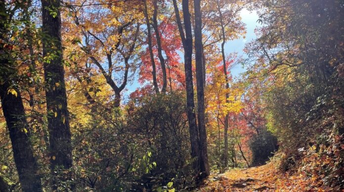 Fall colors at Great Smokies National Park