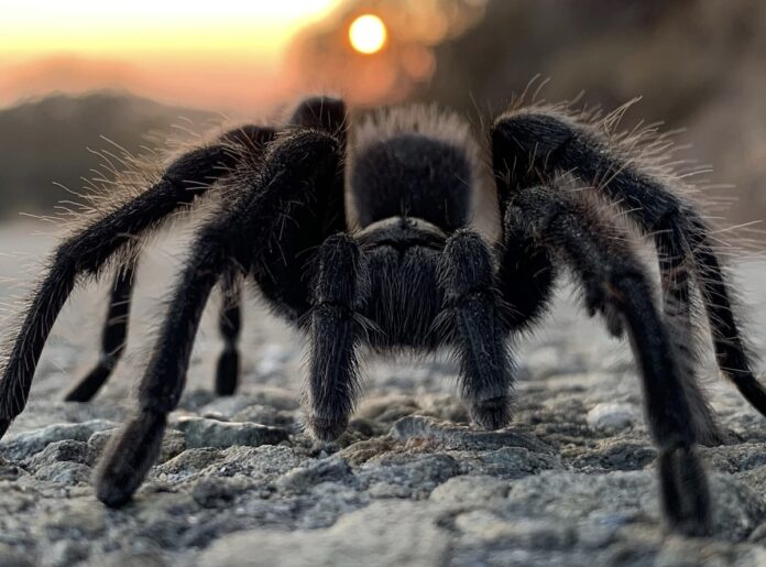 Tarantula