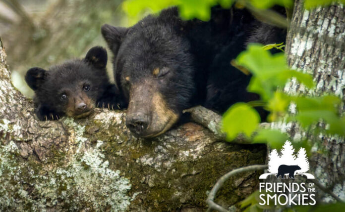 Black bear and cub in trees Image: Friends of the Smokies