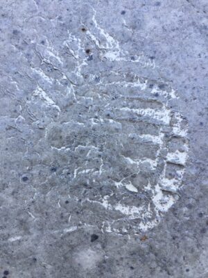 Gooey Roof 2