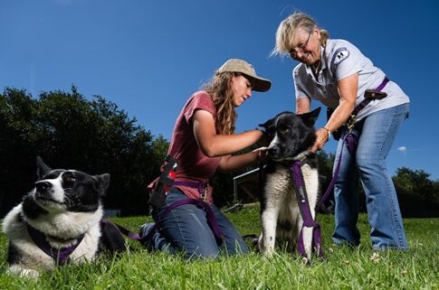 Karelian Bear Dog