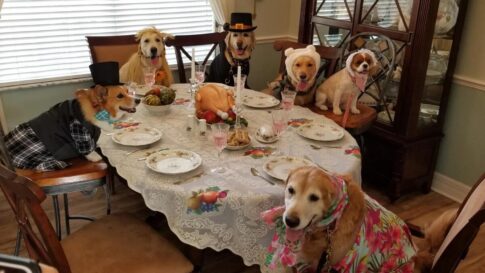 Dogsthanksgiving
