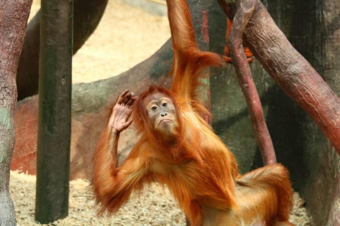 Orangutan 3648812 1280