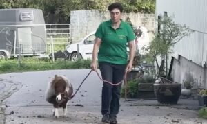World's smallest horse