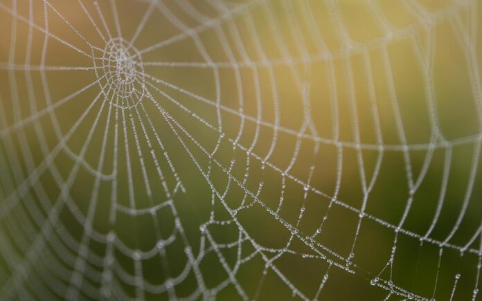 Spider Web 6598978 1280