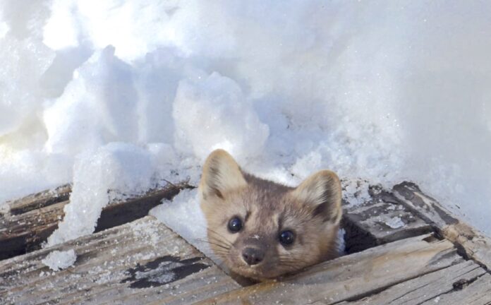 A Yosemite Marten