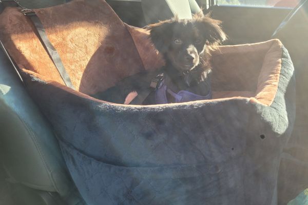Bodies in his dog car seat