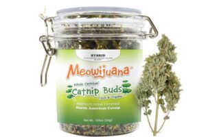 catnip buds