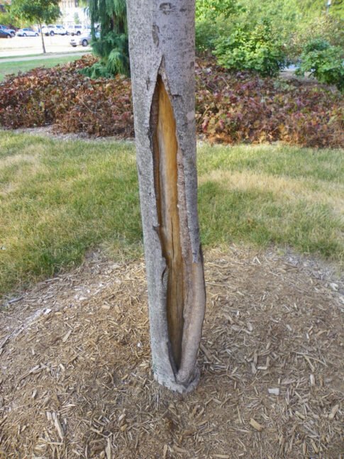 Frost crack Purdue image