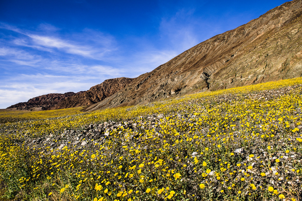 RVers’ guide to Death Valley’s 2026 rare superbloom