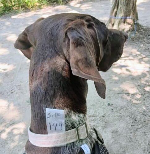 adhesive tape on dog collar with site # FB idea; no name given