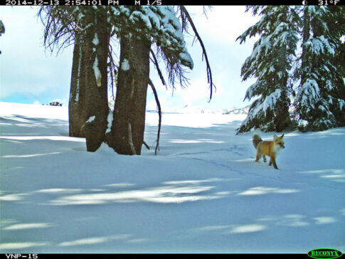 national parks wildlife sightings