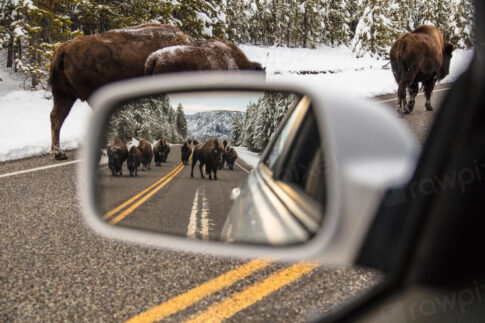 national parks wildlife sightings