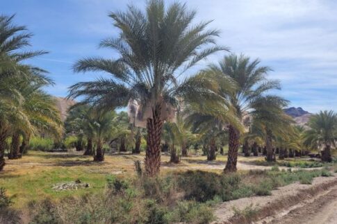china ranch date farm, Tecopa, CA