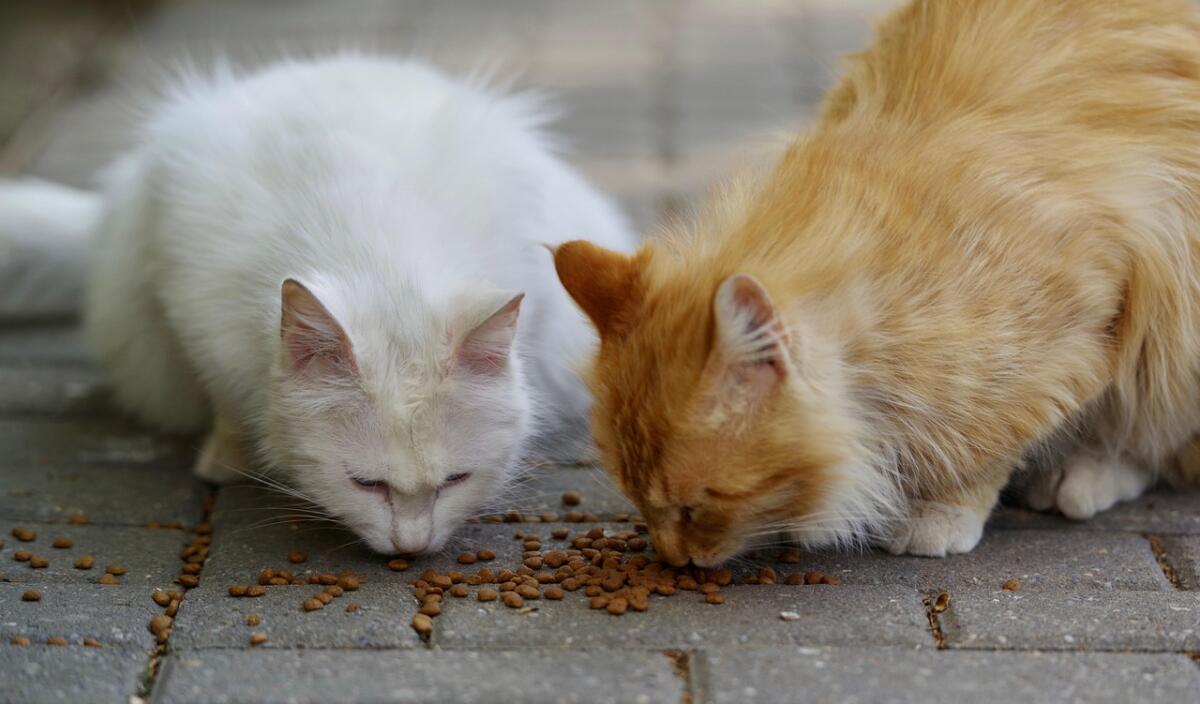 Have you ever adopted a stray dog or cat?