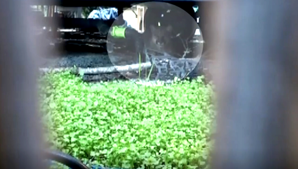 Cougar hides under RV, RVer told to ‘stay inside’