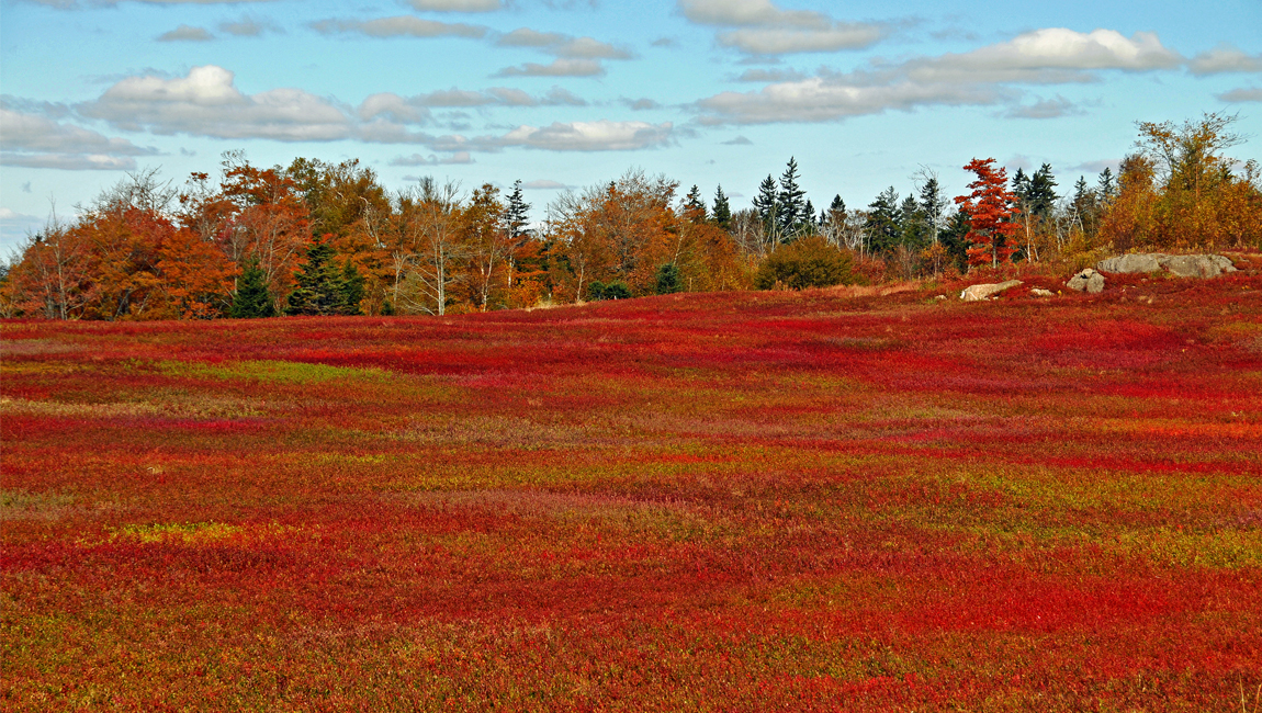This town hit pause on an RV park. It all started with a blueberry field