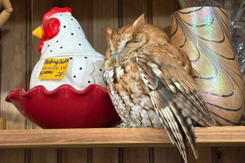 Owl