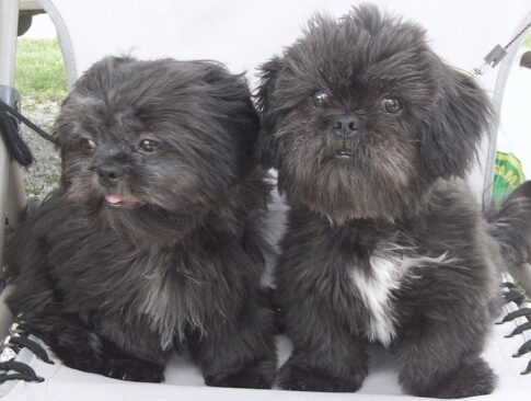 Pepper And Kobie 003 9db1f8aadee391f9924c25a1bcf7ac3a
