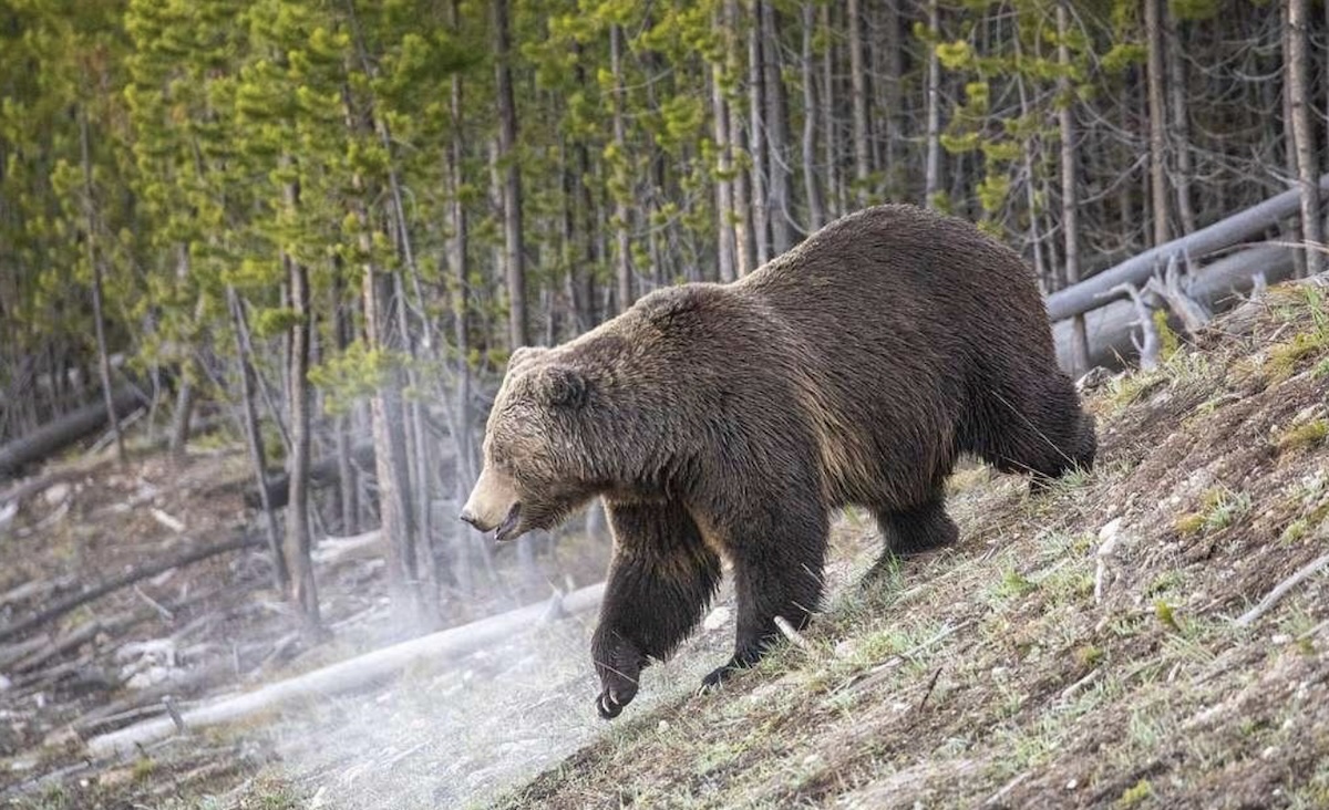 Grizzly bears are waking up and hungry. Watch out