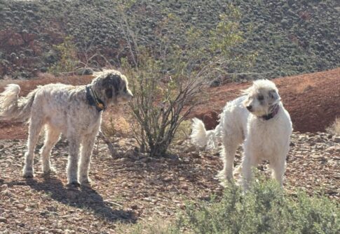 Img 4303 Bcb0dafdd06f66bc23e34b702b5bd9fe