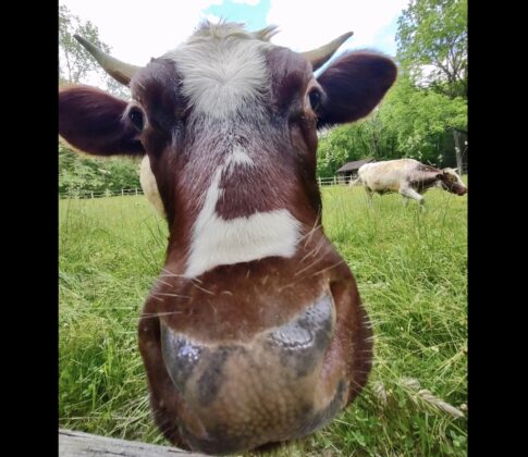 Cute cow