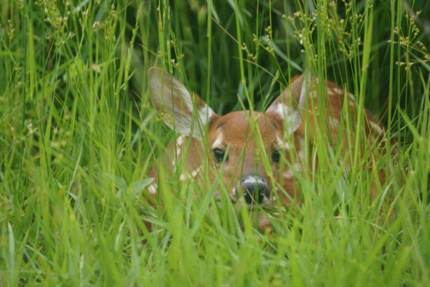 Spring encounters turn dangerous as wildlife moms protect young