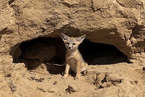 Kit Fox puppy