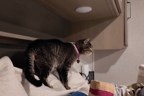 RVing with cats: What finally worked