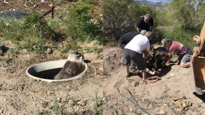 wild burros in RV parks