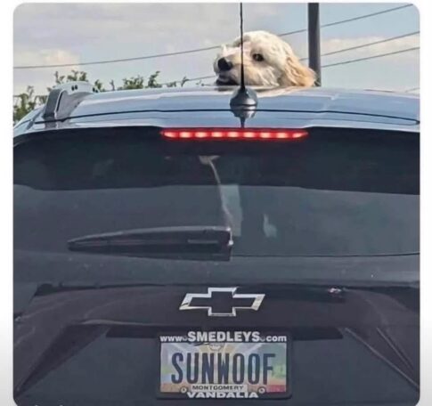 Sunwoof