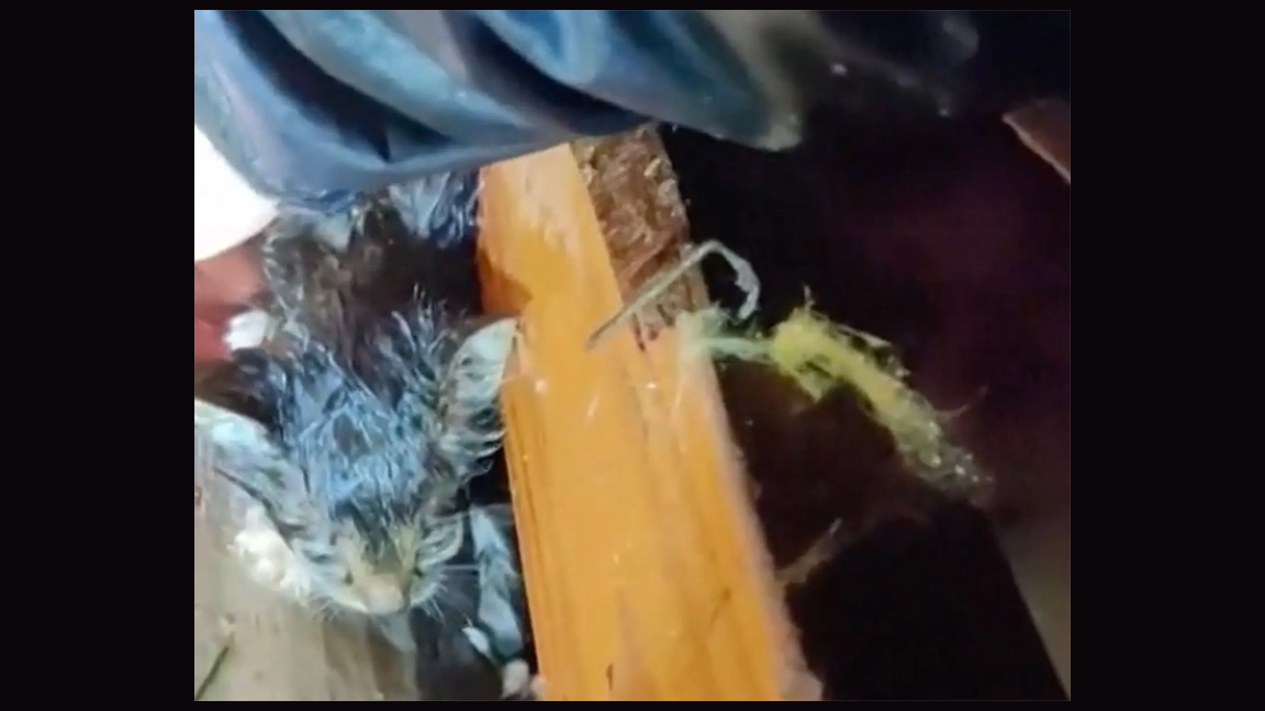 Tornado rescue story highlights hidden risks for RV pets