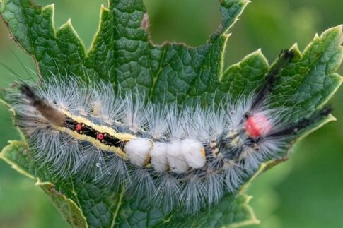 White Caterpillar