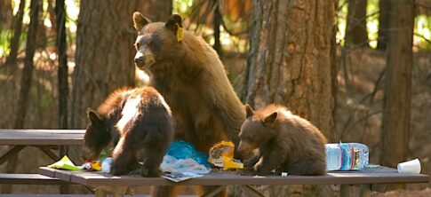 Bears On Picnic Tables