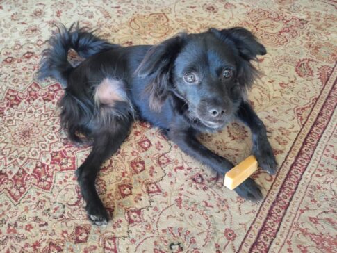 Bodie the dog with his yak cheese chew