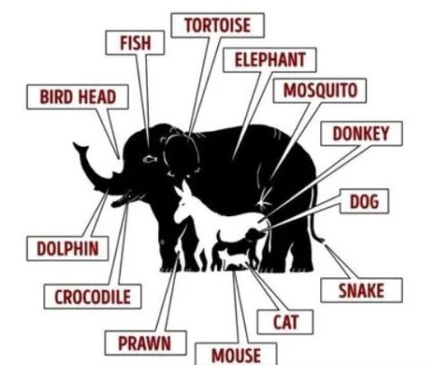 How Many Animals Rvt 1265