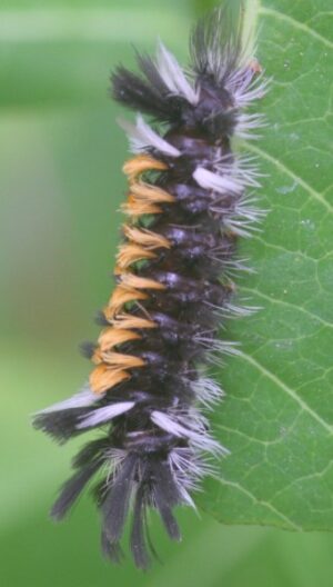 Milkweed Tussock Moth. Wikimedia Commons
