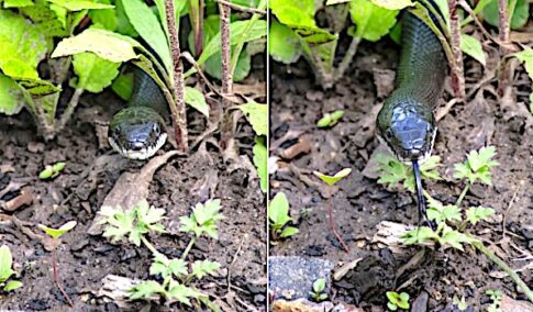 Rat snake