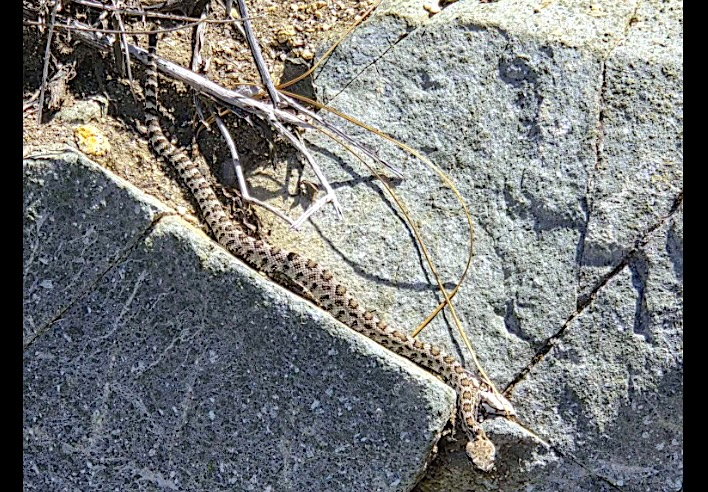 Rattlesnake season is here. Yosemite rangers offer advice