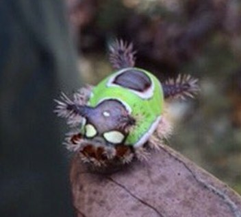 Saddleback Caterpillar Courtesy Nps