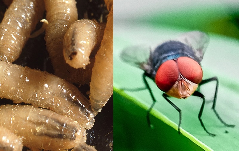 Keep an eye out for nasty flesh-eating screwworms