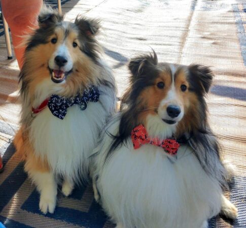 2 Shelties 2 93c325a91f855bf3c510d218e74fe7ef