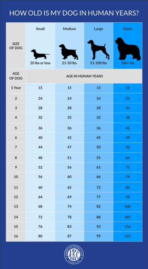 AKC chart for determining a dog's age