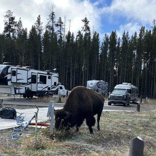 bison in RV campground