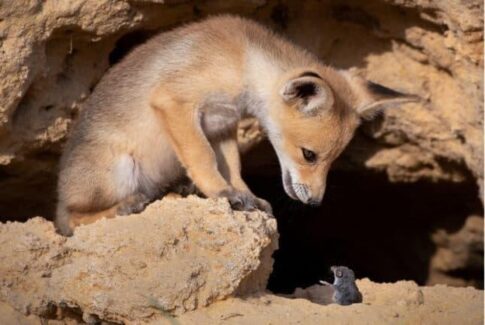 fox and shrew Photographer credit: Ayala Fishaimer
