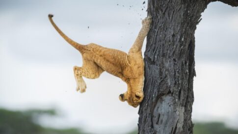 lion crashing into tree Photographer credit: Jennifer Hadley