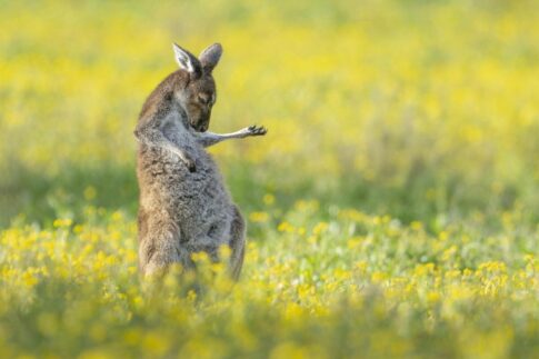 kangaroo with air guitar Photographer credit: Jason Moore