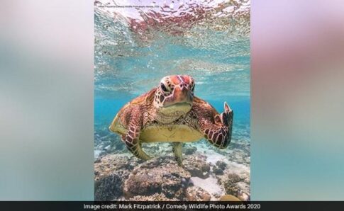 rude gesture turtle Photographer credit: Mark Fitzpatrick