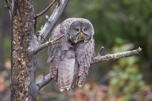 depressed owl Photographer credit: John Blumenkamp