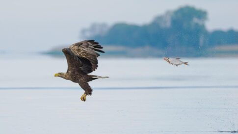 fish chasing eagle Photographer credit: Przemyslaw Jakubczyk
